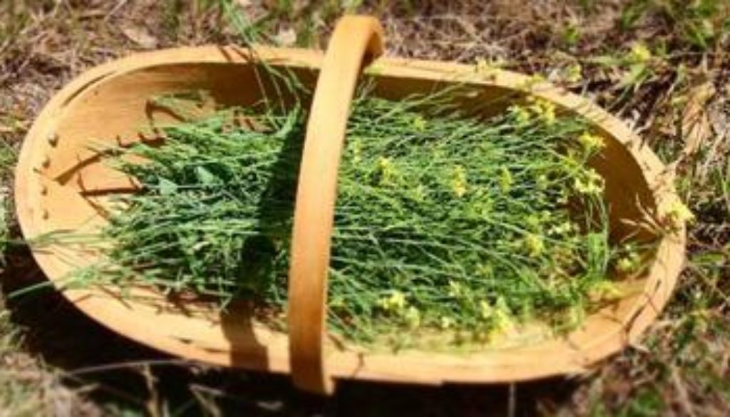 wild harvest