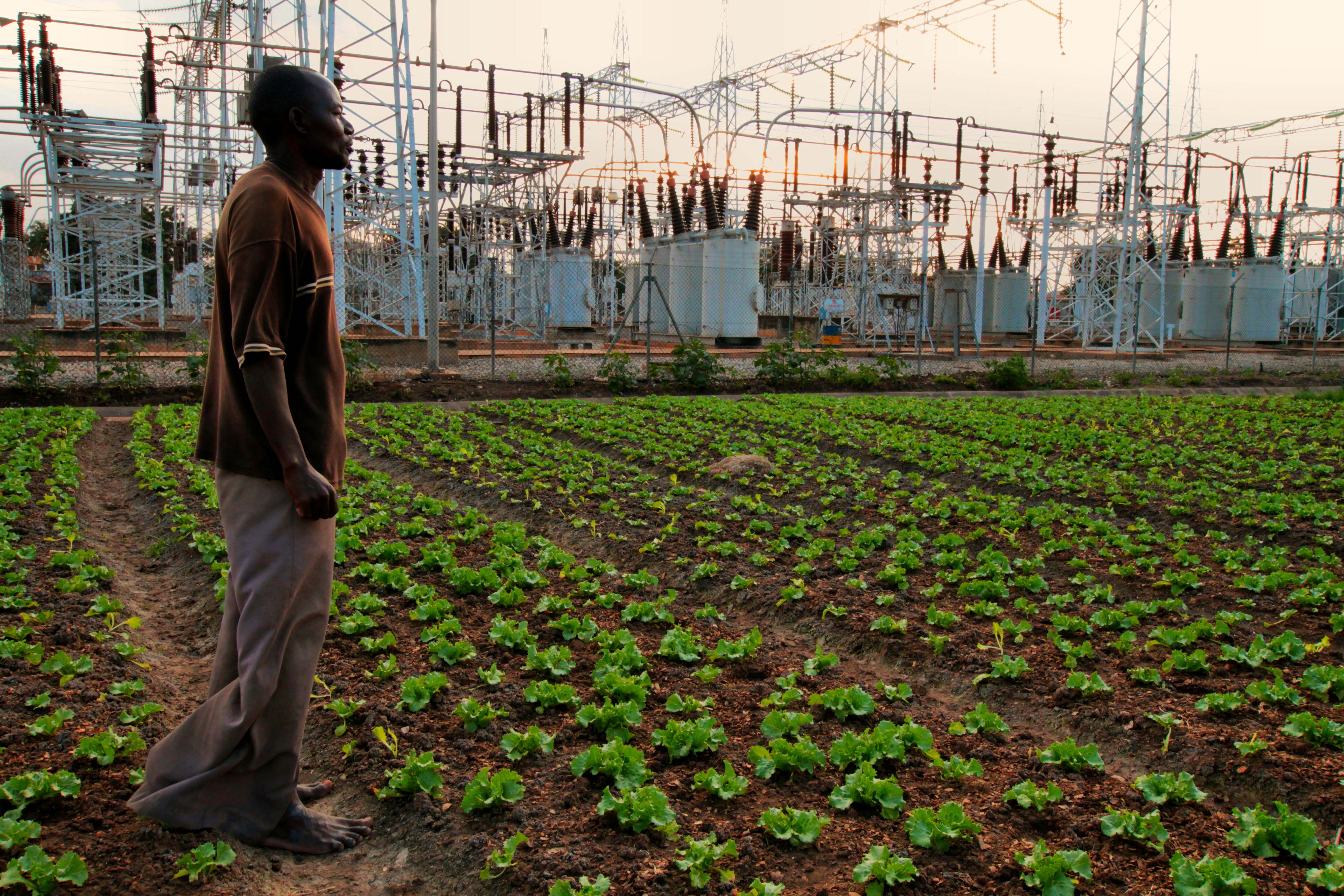 Plant This Movie Transitions Film Festival