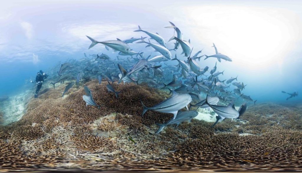 Trevally at Lady Elliot Island - Photo By The Ocean Agency_XLCatlin Seaview Survey_Christophe Bailhache 2