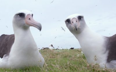 albatross 1252