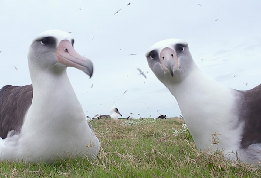 albatross 1252