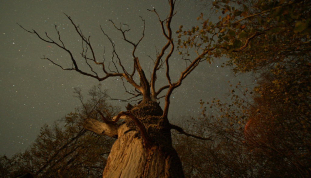 The Hidden Life of Trees ╕ 2019 Constantin Film Verleih GmbH nautilusfilm (13)